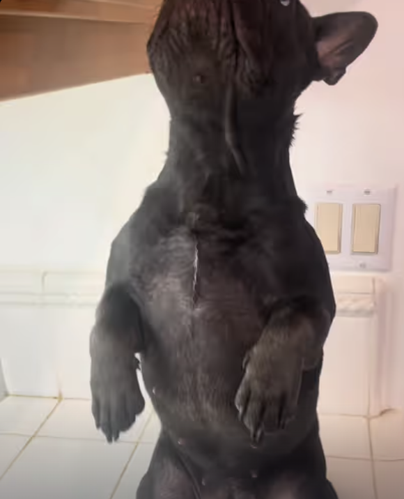 Frenchie cleans up and repairs super cool water fountain !!!